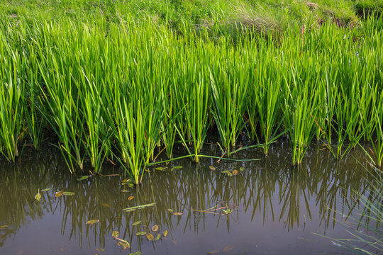 Bright green sedge and coastal grass grow densely near the water's edge of a small pond. The long plant stems reflect beautifully in the calm, dark surface of the river on a sunny summer day.