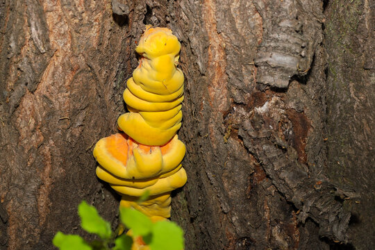 A bright orange-yellow sulphur shelf mushroom grows on the textured bark of an old tree in the forest. The unusual wavy texture and rich color of the fungus stand out against the brown trunk.