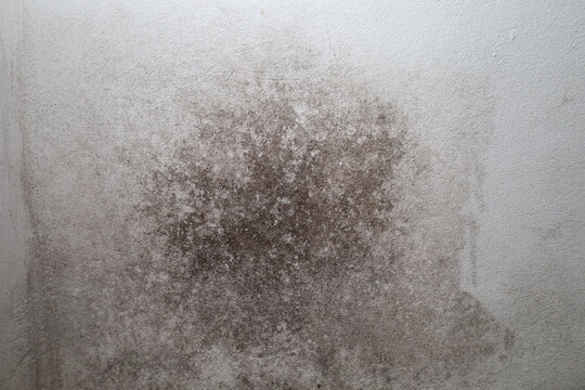 A large stain of black mold and fungus on the light plaster of an indoor wall due to high humidity. This dangerous surface damage requires urgent repair, disinfection, and proper room ventilation.