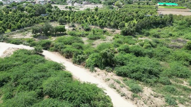 Cinematic aerial drone footage of Prosopis Juliflora, Gando Baval, Vilayati Babul, and Mesquite shrubs around a green rural pond with semi-arid landscape in Gujarat, India.