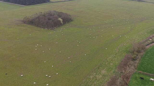Aerial image showing farmland fields with sheep and woodland in a sunlit rural region.