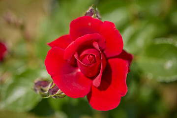 Fototapeta premium landscape with rose flower in the garden blooming on a sunny day in May