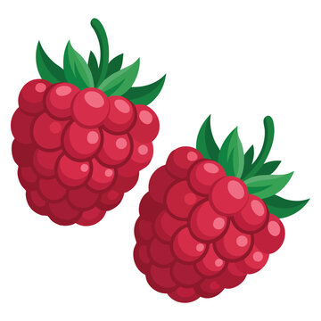 European red raspberry isolated on white background. Rubus idaeus pink raspberries with leaves flat vector illustration for package design and berry themes.