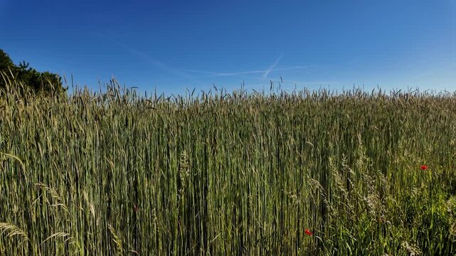 Wheats growing in a cultivated agricultural field under the blue sky