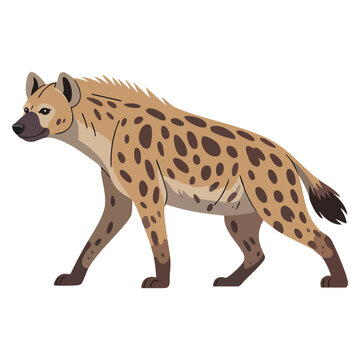 Flat style spotted hyena Crocuta crocuta african native wild animal vector illustration isolated on white background for safari themed graphics.