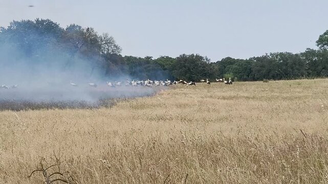Aves esperan para alimentarse, animales indefensos huyendo por el fuego.