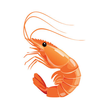 A vibrant, detailed illustration of a single cooked shrimp with long antennae and segmented body, isolated on a white background.
