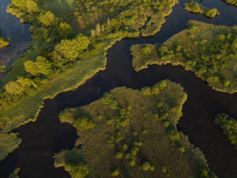 Aerial view of Riserva Naturale Palude Brabbia with dark water channels and lush green vegetation in Inarzo, Lombardia, Italy.