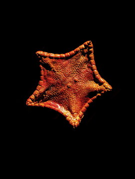 Ancient Starfish Specimen Dramatic Lighting