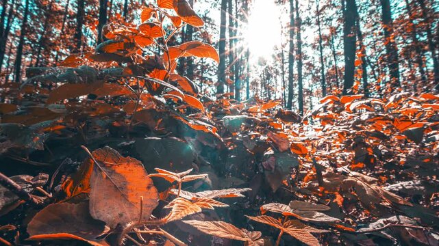 Branches Foliage Turn Yellow Autumn. Summer Autumn Forest Transition Time Lapse. From