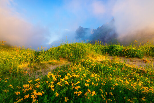 Blooming coastline in a fjord in the Lofoten Islands, Norway. Midnight sun in the north. Scenic arctic landscape. Norwegian summer nature with coastal flora and mountain peaks.