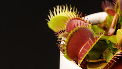 Close Up of Venus Flytrap on Black Background © Shin