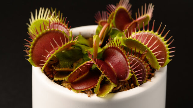 Close Up of Venus Flytrap on Black Background