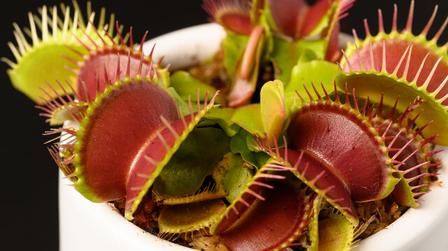 Close Up of Venus Flytrap on Black Background
