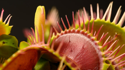 Close Up of Venus Flytrap on Black Background © Shin