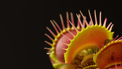 Close Up of Venus Flytrap on Black Background © Shin