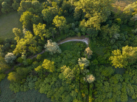 Aerial view of Riserva Naturale Palude Brabbia with a curved path winding through dense green forest during golden hour in Inarzo, Lombardia, Italy.