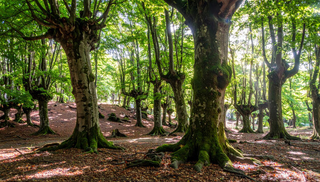 Majestic ancient forest with sunlight filtering through lush green canopy and gnarled tree trunks