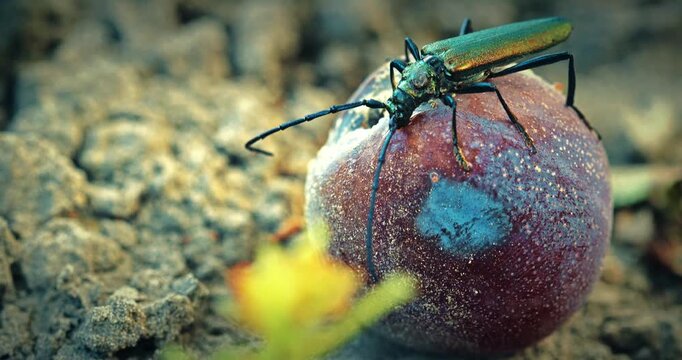 Beetle Resting On A Berry In A Natural Setting