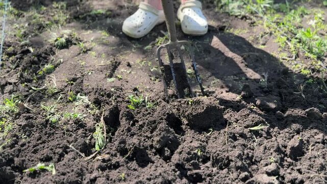 Person digging fresh soil with pitchfork in garden during spring planting, sustainable farming and eco gardening concept, outdoor agriculture close up scene