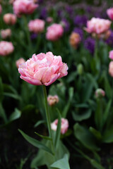 Fototapeta premium Soft pink double tulip blooming in spring garden with blurred floral background