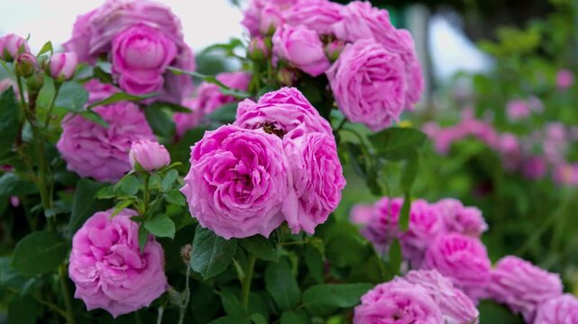 Close-up of pink garden roses blooming among green leaves, showing delicate petals, natural beauty, floral background and romantic spring garden atmosphere.