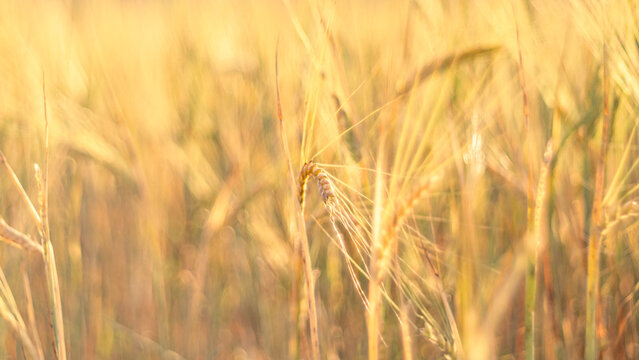 Dreamy golden wheat field in soft warm sunset light