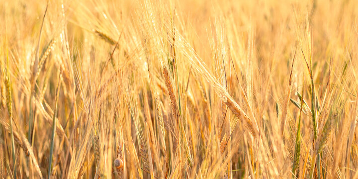 Golden wheat field texture glowing in warm summer sunlight
