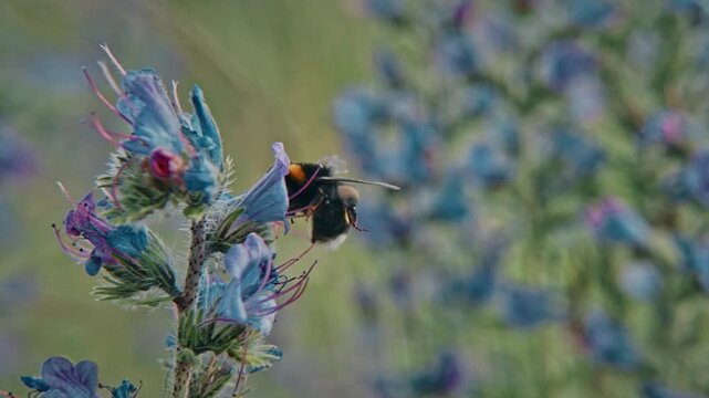 Bumblebee Amidst Blossoms Vibrant Flora And Pollination Scene