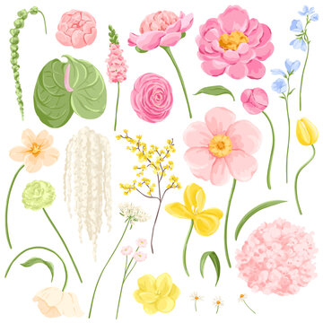 Set of Vector flowers Illustrations, Peony, Hydrangea, Tulip, Amaranthus, Anthurium, Snapdragon, Daisies
