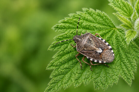 Macro Close Up Of Mottled Shield Bug On Green Leaf