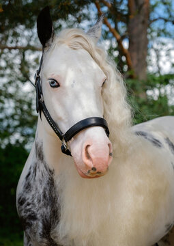 Tinker Horse. Portrait. Close-up. A thoroughbred horse of the gypsy breed