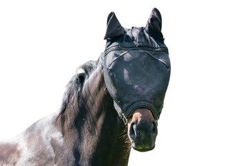 Fototapeta premium Horse wearing a mask for protection against insects during a sunny day in a field in summer