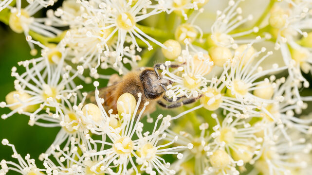 Biology - Insects in Spring - Bee on a White Flower heavy with collected Pollen