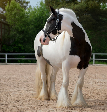 Tinker Horse. A white horse with black spots. Close-up