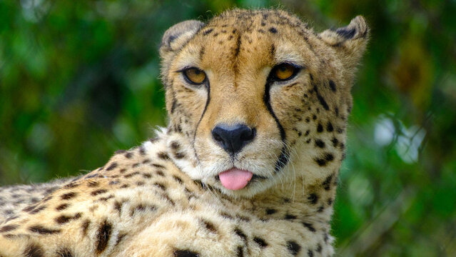 Cheetah sticking his tongue out