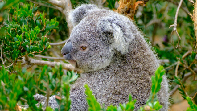 Cuddly Koala Bear in a Eucalyptus tree