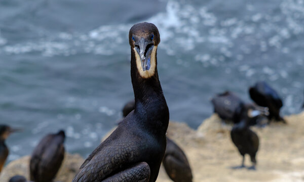 Brandts' Cormorant Serving Face