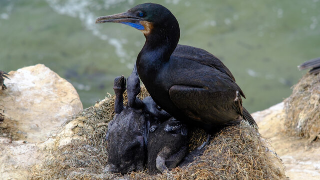 Brandt's cormorant and chicks