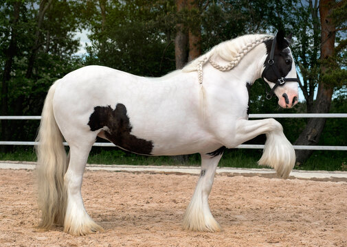 Tinker Horse. A white horse with black spots stands with one leg raised. Close-up. Side view. In full growth