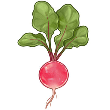 Red Radish in Cute Cartoon Watercolor style 