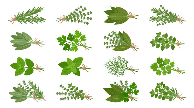 Collection of various green leaves.