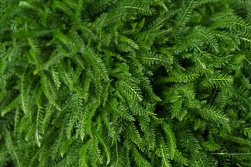A green grassy background, young leaves of the common yarrow (Achillea millefolium), medicinal herbs, and natural landscape textures. © Аліна Костюк