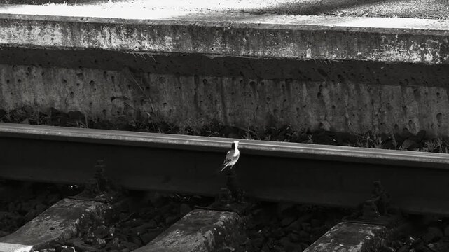 Small bird standing near industrial concrete structure in urban environment, wildlife adaptation and city nature concept with minimal monochrome aesthetic and outdoor urban atmosphere.