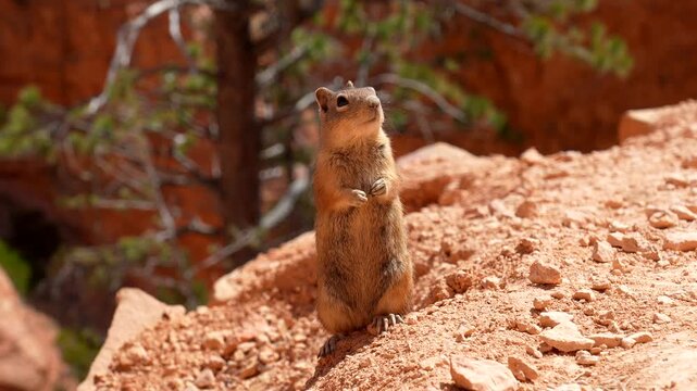 Adorable uinta chipmunk standing alertly on its hind legs, looking around curiously amidst the stunning red rock formations of bryce canyon national park, utah, on a bright and sunny day