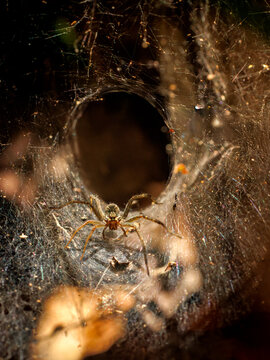 ARANHA TEIA DE FUNIL