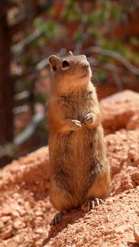 Adorable uinta chipmunk standing on its hind legs on a red sandstone rock in bryce canyon national park, looking around with curiosity under the warm sunlight of a beautiful summer day