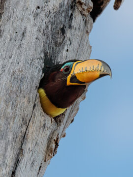 ARA&Ccedil;ARI DO BICO RISCADO, ALTA FLORESTA MT