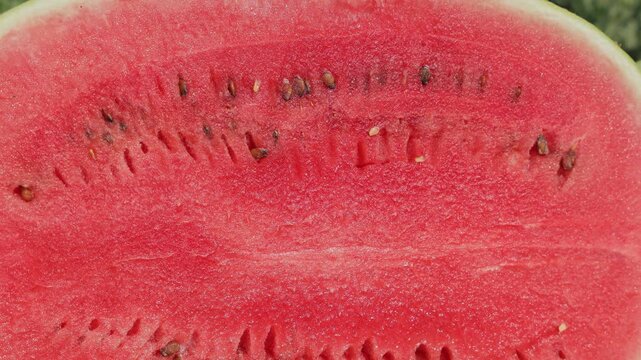 Close-up of ripe sliced watermelon with visible seeds, juicy red flesh and green rind, fresh organic summer fruit in agricultural field