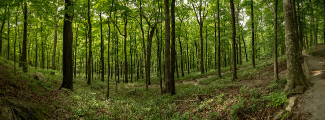 Fototapeta premium Panorama Of Forest Trail In Mammoth Cave